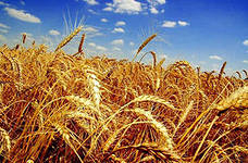 Яровая мягкая пшеница ЭСТЕР