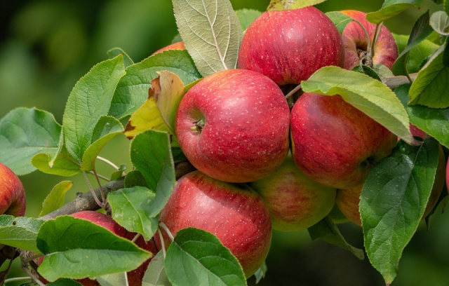 	Физики разрабатывают прибор для определения спелости яблок